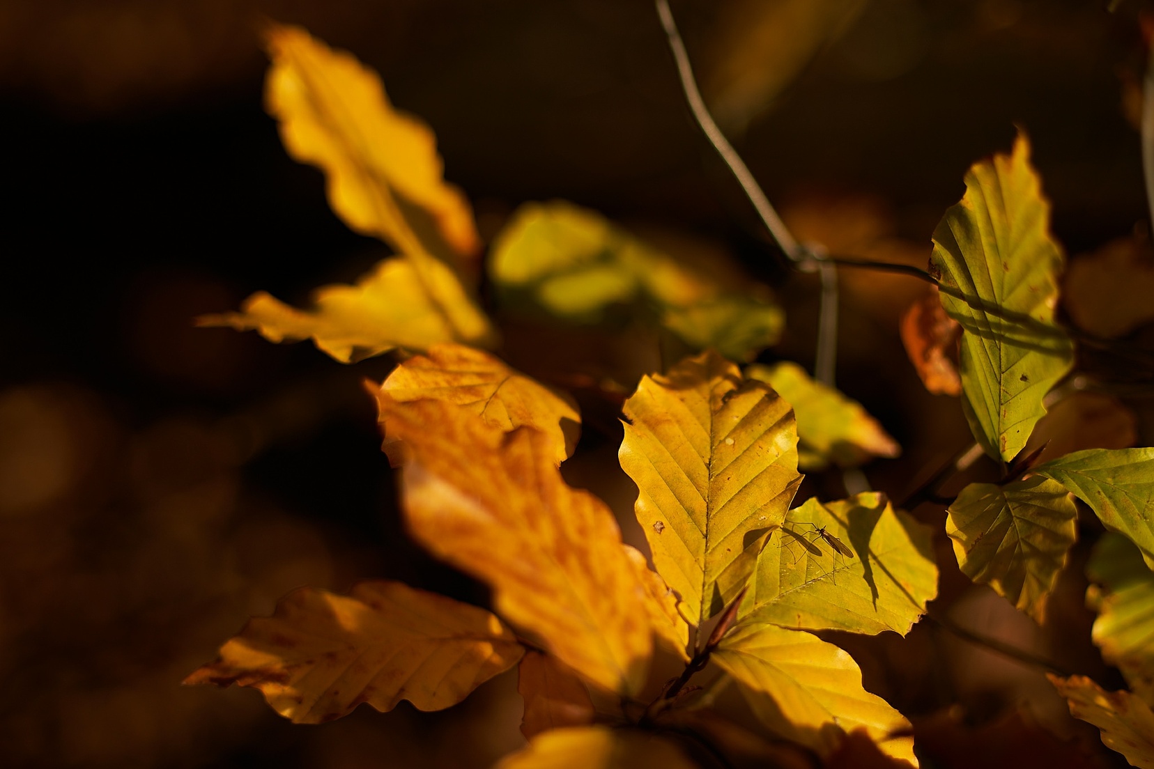 Herbst 2© holnsteiner 023 kl.jpg