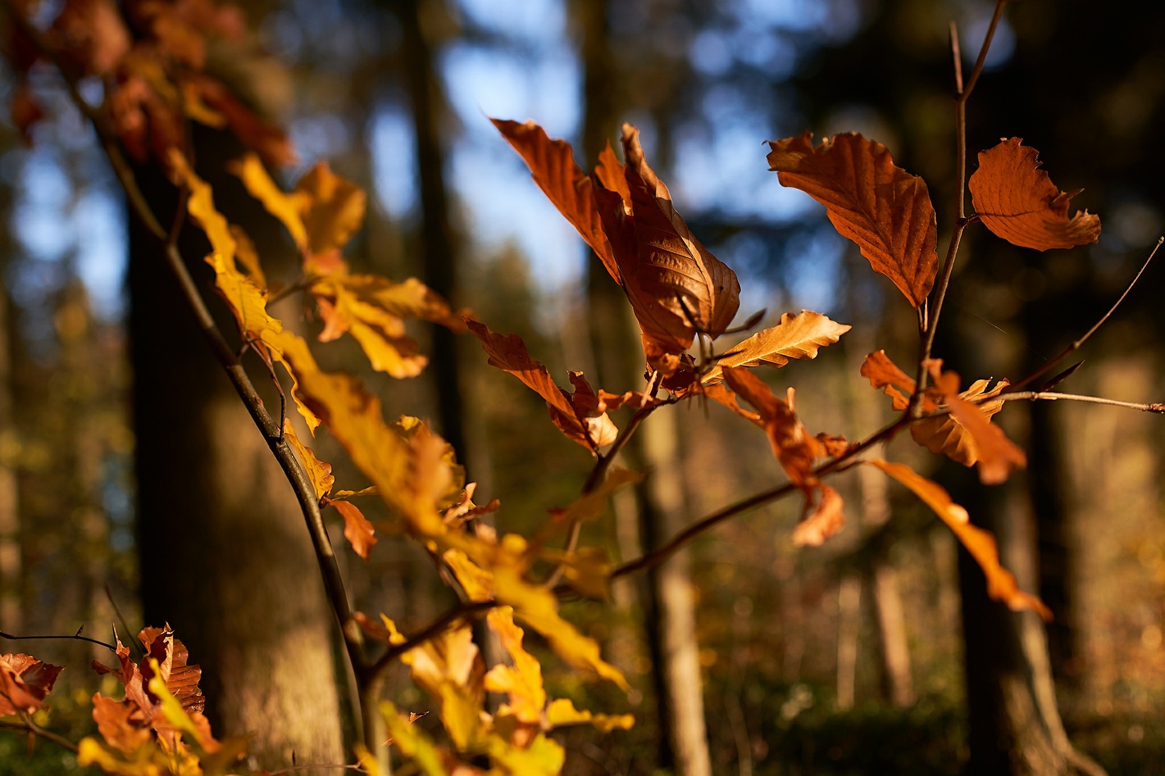 Herbst 2© holnsteiner 016 kl.jpg