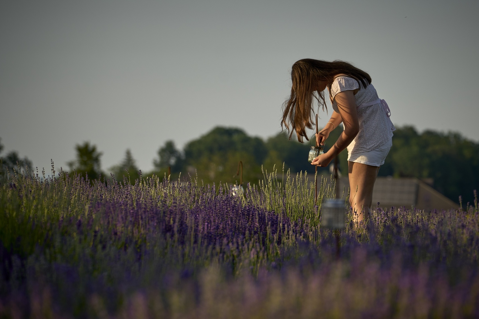 Lavendel © holnsteiner 027.jpg