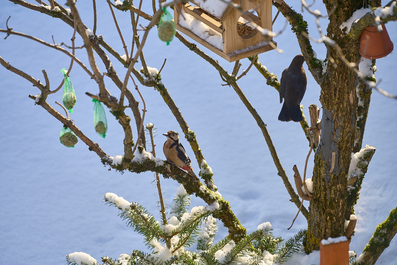 Jänner Schnee © holnsteiner 094 kl.jpg