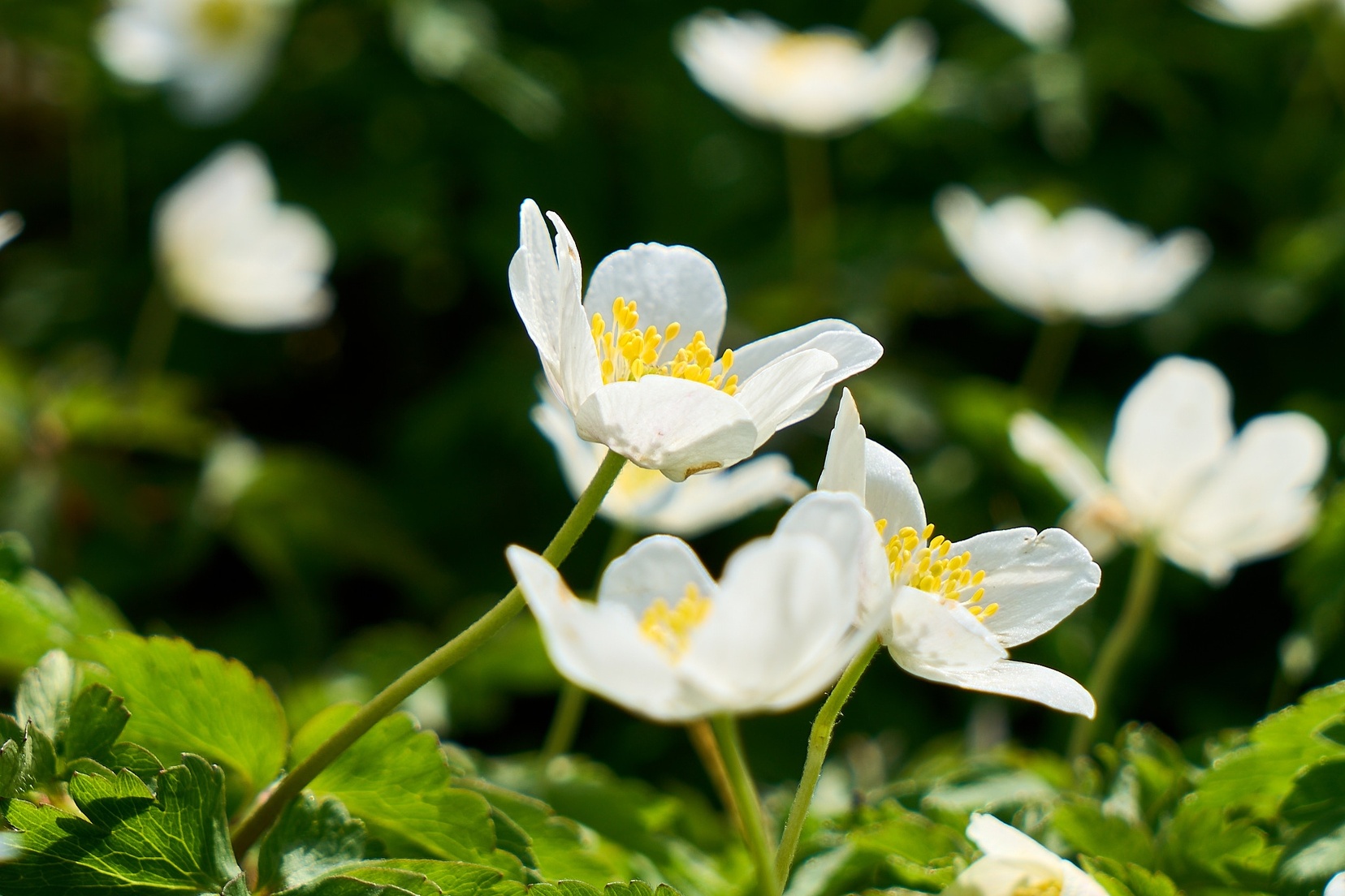 Frühlingsblumen © holnsteiner 003 kl.jpg