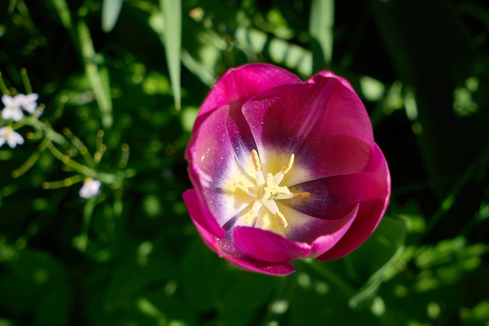 Frühling Hoad © holnsteiner 010 kl.jpg