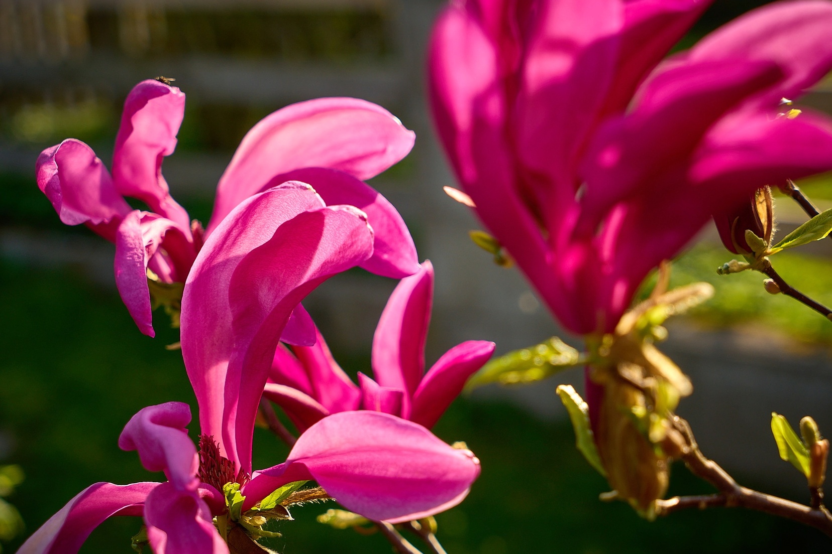 Blumen © holnsteiner 034 kl.jpg